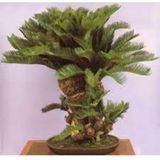 3 Adet Tohum Bodur Bonsai Palmiye Ağacı Bonsai Tohum Ata Tohum Sürpriz Hediye Tohum