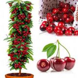 3 Adet Tohum Bodur Kiraz Ağacı Bonsai Tohumu Saksı Topra