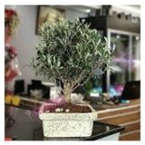 3 Adet Tohum Bonsai Zeytin Agaci Tohumu Zeytin Bonsai Agaci Tohumu Supriz Hediye Bonsai Tohumu