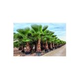 3 Adet Tohum Nadir Bulunan Washingtonia Robusta Palmiye Agaci Tohumu Saksi Toprak Surpriz Hediye Toh