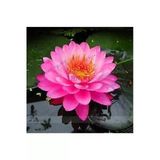 3 Adet Tohum Nadir Kırmızı Lotus Su Çiçeği Tohumu Organik Hasat Nilüfer Çiçek Tohum