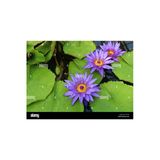3 Adet Tohum Nadir Mor Lotus Çiçeği Tohumu Su Nilüfer Çiçeği Tohumu Hediye Tohumludur