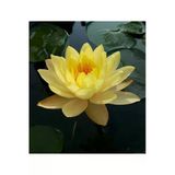 3 Adet Tohum Nadir Sarı Lotus Su Çiçeği Tohumu Nilüfer Çiçek Tohumu Hediye Tohumludur