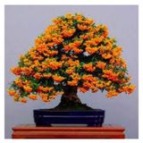 3 Adet Tohum Yeni Dunya Ates Dikeni Bodur Bonzai Bonsai Meyvesi Saksi Toprak Surpriz Hediye Tohum