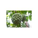 3 Adet Tropikal Tatlı Şeker Elma ( Sugar Apple ) Tohumu badesugarelma3