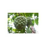 3 Adet Tropikal Tatlı Şeker Elma ( Sugar Apple) Tohumu
