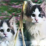 3 Boyutlu Resim Sevimli Kediler İkili Kedi Resmi Tablosu 40x60 cm