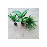 3 Çiçek 1 Arada Aşk Merdiveni Tropik Boy 45 Cm Yucca Tekli Boy 40Cm