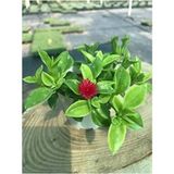 3 Çiçek Buz Çiçeği - Pilea Bitkisi - Seker Begonya Kırmızı 10-20 cm