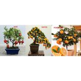 3 Farklı Meyveli Bonsai Ağacı Tohumu Bonzai Kayısı Portakal Nar