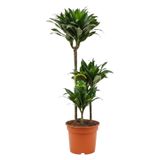 3 Gövdeli Dracaena Compacta - Large 90-100 cm