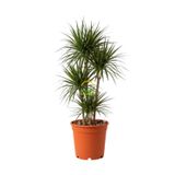 3 Gövdeli Dracaena Marginata Çiçeği 130-150cm