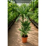 3 Gövdeli Warnecki Dracaena Saksı Bitkisi