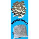 3 Kg İstiridye Mantarı Tohumu ( 12 Ekim Poşeti Hediye)