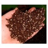 3 L Zengin Karisim Bonsai Agaci Tohumu
