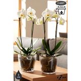 3 Litre Kristal Orkide Saksısı Set Tabaklı Şeffaf Plastik Saksı Seti - 3L - 2 Adet