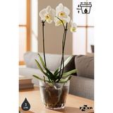 3 Litre Kristal Orkide Saksısı Set Tabaklı Şeffaf Plastik Saksı Seti - 3L - 3 Adet