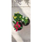 3' Lü Dikenler Tacı Çiçeği Euphorbia Milli Dikenler Tacı 10-20 cm