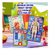 3 Set -106 Parça İç Organlar , İskelet Sistemi ve Takvimi Öğreniyorum Keçe Cırtlı Duvar Panoları , Eğitici Oyuncak