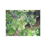 3 Tohum Ginkgo Biloba Mabet Ağacı Tohumu, Bahçe İçin