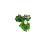 3 (Üç) Adet Sardunya Ceylangözü Çiçeği Fidanı 10-20 Cm