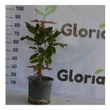 3 YAŞ 12 LT SAKSIDA MANOLYA ÇİÇEĞİ FİDANI BOY 70-90 CM