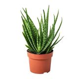 3 Yaş Aloevera Fidanı, Torbalı ve Tüketime Uygun