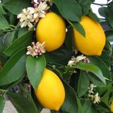 3 Yaş Aşılı 2 Adet Yediveren Mayer Limon Fidanı Torbada 80-90 cm