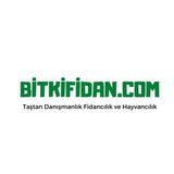3 Yaş Aşılı Baston gül Fidanı-Kırmızı Renk