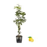 3 Yas Aşılı Bodur Yediveren Mayer Limon Fidanı Torbada 80-90 cm