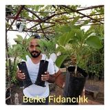 3 Yaş Aşılı Hass Avakado Fidanı, Torbada