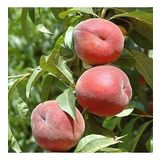 3 Yaş Aşılı Şeftali Fidanı RUBY RİCH, Torbada