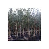 3 Yaş Bol Meyveli Tüplü Arbequina Bodur Ispanyol Zeytin Fidanı 150-180 cm