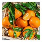 3 Yaş Klemantin Kokulu Çekirdeksiz Mandalina Fidanı, Torbada