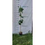 3 Yaş Mabet Ağacı-Ginkgo biloba