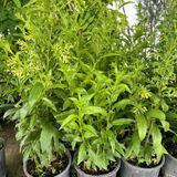 3 Yaş Melisa Fidanı - Gece Kokulu Parfüm Çiçeği 'Cestrum Nocturnum'