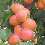 3 Yaş Tüplü Orange Ruby Kayısı Fidanı,Boy 150-170 Cm