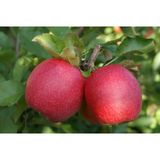 3 Yaş Tüplü Pink Lady Elma Fidanı Boy 130-150 Cm