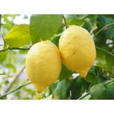 3 Yaş Zagar Bianca Limon Fidanı