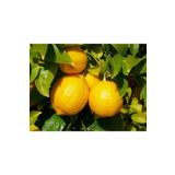 3 Yaşlı Yediveren Limon Fidanı, SRD12022025BYB327