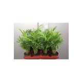 30-40 cm Chamaedorea Elegans