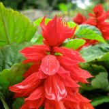 30 Adet Ateş Çiçeği Salvia Splendens Tohumu