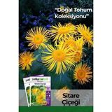30 Adet Sitare Çiçeği Tohumu
