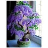 30 Adet Tohum Bodur Jakaranda Bonsai Agaci Mavi Jakaranda Tohumu Saksi Toprak Hediyemizdir
