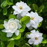 30 Adet Tohum Nadir Bulunan Beyaz Gardenya Çiçeği Tohumu Gardenya