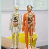 30 Parça Insan Anatomisi Model Seti Çıkarılabilir Iskelet ve Tam Gövde Eğitici Stem Kiti