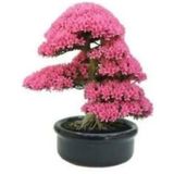 35 Adet Tohum Bodur Bonsai Pembe Erguvan Agaci Bonzai Tohumu Organik Bahce Saksi Toprak Hediyemizdir