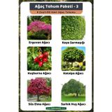 3A Botanik Ağaç Tohum Paketi-3 (Erguvan, Kaya Sarmaşığı, Kuşburnu, Katalpa, Süs Elma, Sarkık Huş) Ağaç Tohumu