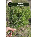 3A BOTANİK Kekik Tohumu, Yerli Doğal Sürdürülebilir Tohum, 4.000 Adet Tohum
