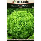 3A Botanik Kıvırcık Arapsaçı Marul Tohumu, Yerli ve Sürdürülebilir Tohum, 5 Gram Kıvırcık Tohumu